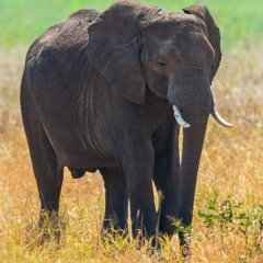 Elefante Africano Squawk Y Gruñe