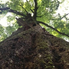 Die verwunschene Lichtung