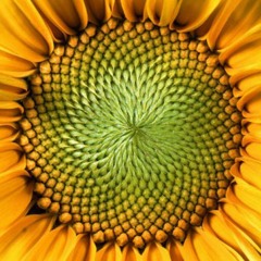 I Am The Sun (Forest Mix)