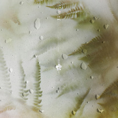 Pteridium