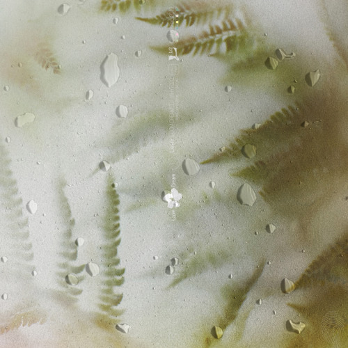 Pteridium