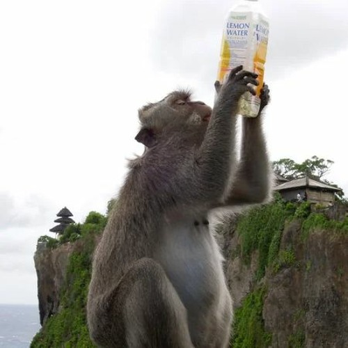 drinks drinks with more drinks