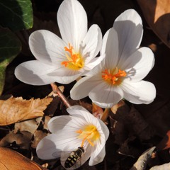 The long Arabic trip (and the meeting with... the Princess)