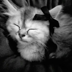 Йо-йо - Шугар