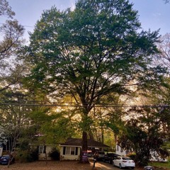 OL!M - 4 The Birds [prod. TrapKitty]