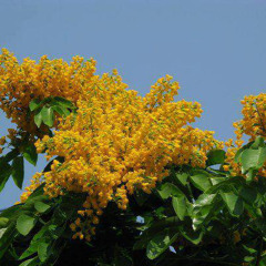 နွေအလွမ်း - (လွှမ်းပိုင် ၊ Lil Chan ၊ ယောမင်းဦး)