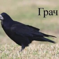 ГРАЧ MP3 (prod mephrill)