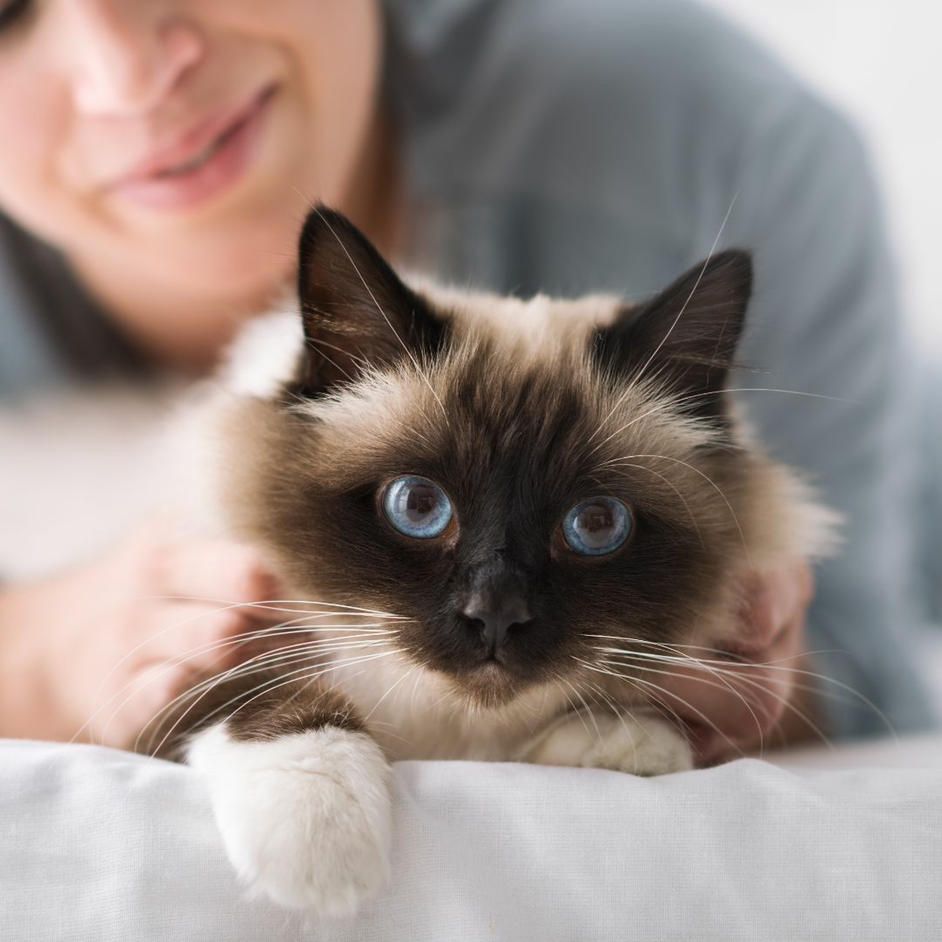 Advances in Managing CKD-associated Anemia in Cats