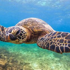 Review Special Price Molokini Crater And South Maui Coast Adventure From Kihei