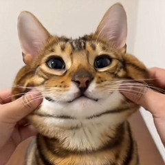 illit - not cute anymore (pluggnb flip)