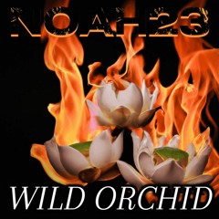 WILD ORCHID (LOTUS DISS)