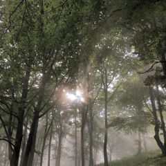 ночью у падика