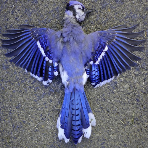 ‎さ​​​よ​​​な​​​ら​​​心​​​の​​​中​​​の​​​夢​​​よ