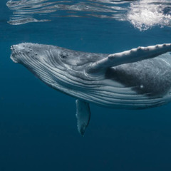 Whale song