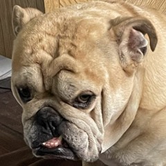Bulldog Beats Vol. 15 - Alex Di Stefano Special