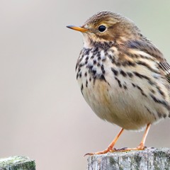 Meadow Pipit Perched Song - MixPre - 6892