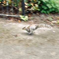 Mr Woodwind - Squirrel