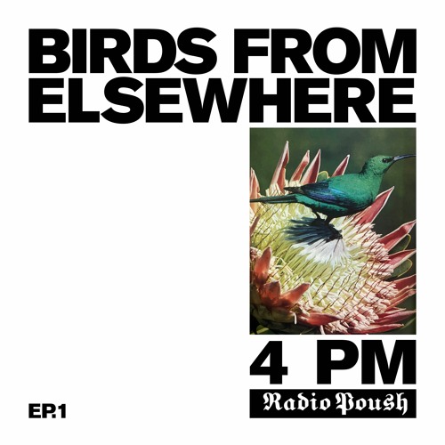 Stream Birds From Elsewhere Ep.1 —Primoridial Issue— on Radio Poush by  Magie Noire | Listen online for free on SoundCloud