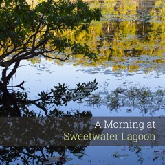 'A Morning at Sweetwater Lagoon' - Album Sample