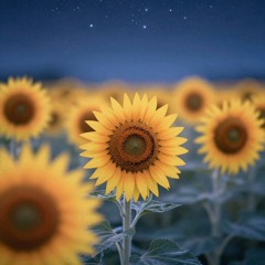Sonnenblumen-Einschlafmelodie