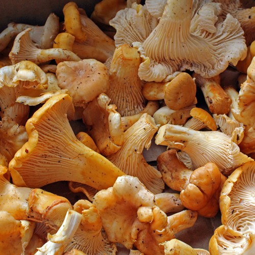Stream The glory of Oregon's golden chanterelle How to find, harvest