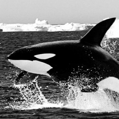 Orca