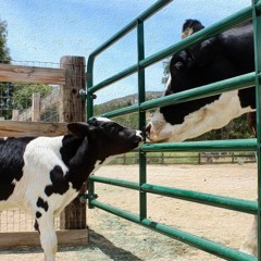 Blesscore 5 (Break the Silence)