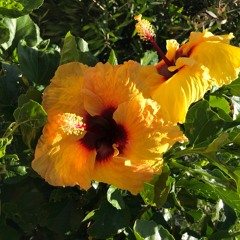 Jane S Piddy - Rodriguez