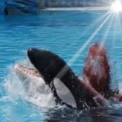 [FULL] jessica radcliffe video orca angriff orca tötet frauorca unfall jessica radcliffe baleset