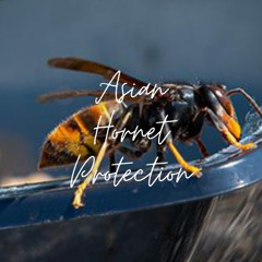 Asian Hornet Protection