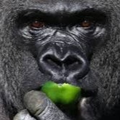Alpha Male Gorillas - Live at Flavorfest 2024