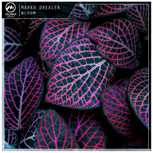 Marko Drexler - Bloom