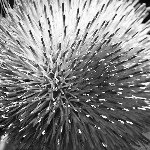 Purple Thistle