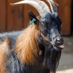 Douzième épisode : Selponi pour le moral !