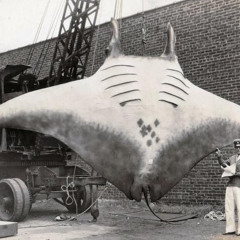 MY SACC X DURKY DURK Prod khroam