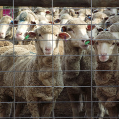 16 Keeping sheep healthy in confinement