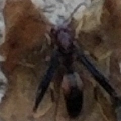 Suddenly a wasp appears!