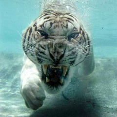 Dj Shag goes back 2 Shagmaran 2020 part I.mp3