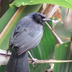 Canto del Tordo Cantor (Dives dives)