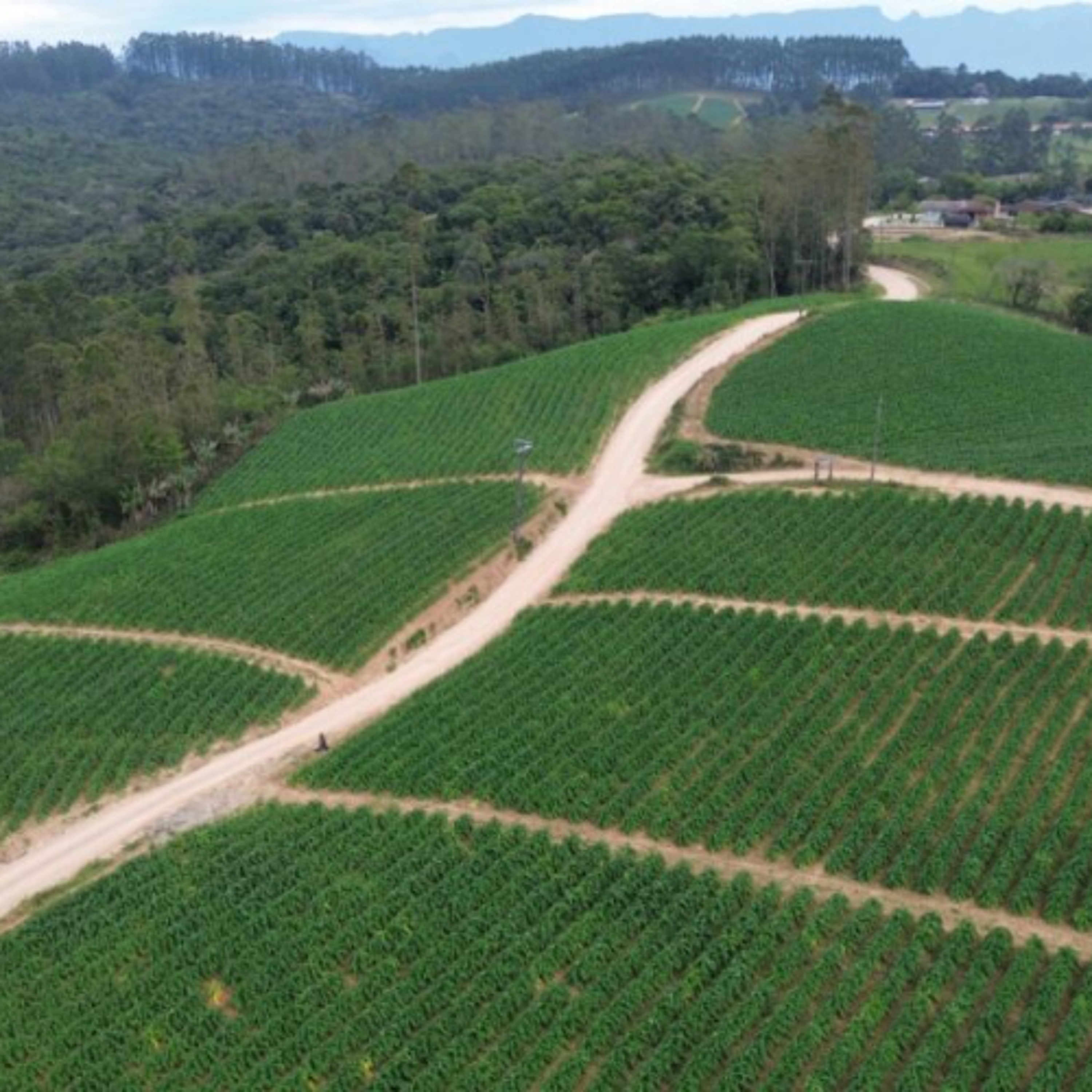 Orleans vai pagar até R$ 1,2 mil em bônus fiscal a agricultores que emitirem notas fiscais episode artwork