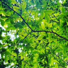 Rain in first summer inst.