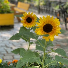 Two Sunflowers