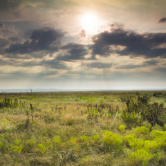 THE PRAIRIE OF LIFE (ALFONSO LLORENTE)