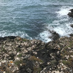 Beeches - August 2021