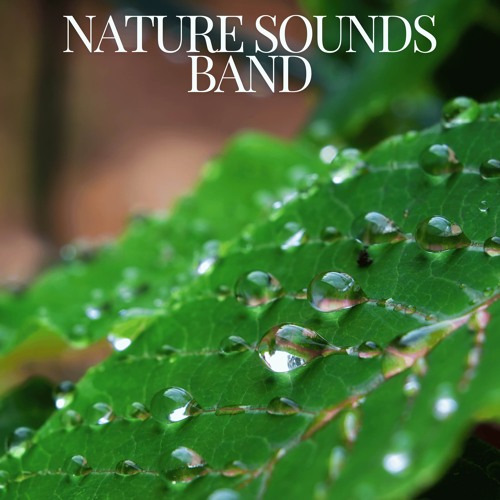 Stream Nature Sounds Band Listen to Rain Drip Drops playlist online
