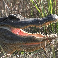 American Alligator Bellowing