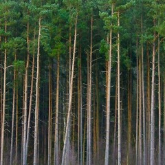 FROZEN PINES
