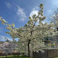 إنما أمره إذا أراد شيئأ أن يقول له كن فيكون