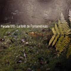 Parcelle 510 - la forêt de Fontainebleau