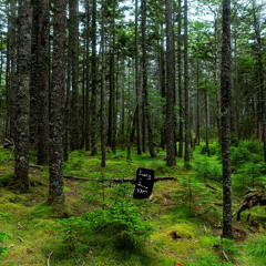 Song I found hiking at 4 am